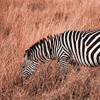 Lilian Nabora Creative Media