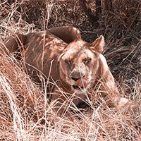 Lilian Nabora Creative Media