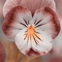 Lilian Nabora Creative Media