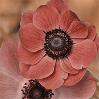 Lilian Nabora Creative Media