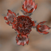 Lilian Nabora Creative Media